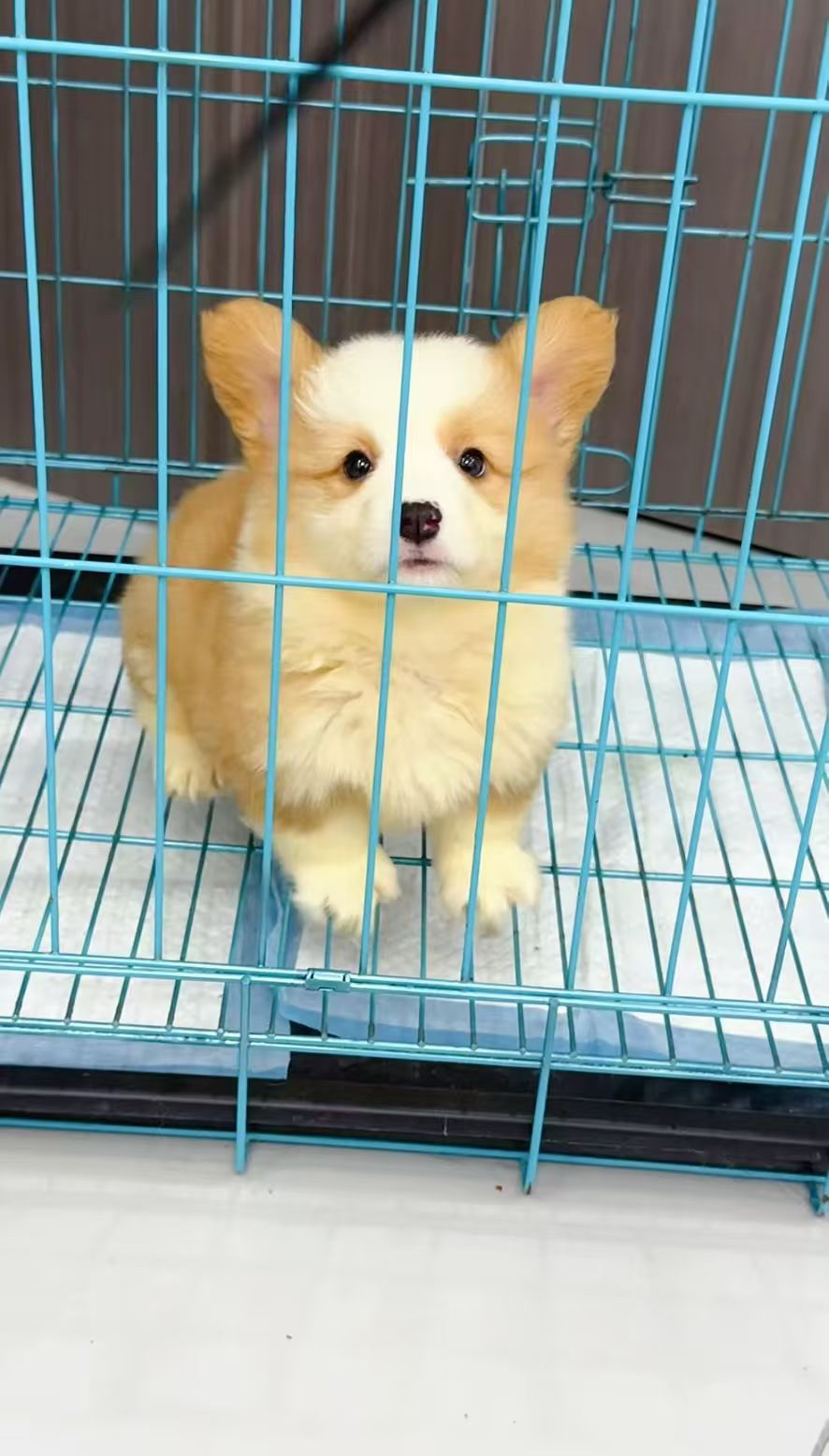 可爱柯基幼犬，短腿萌态十足，温顺乖巧的贴心小伙伴