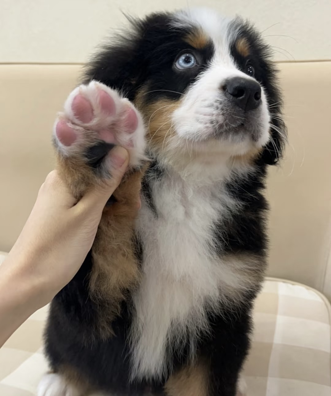 伯恩山犬性情善良，对陌生人也很和平，对小朋友和其他小动物十分温柔
