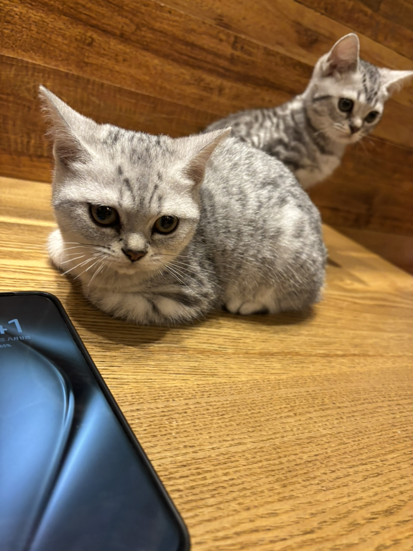 肥美小猫找新家