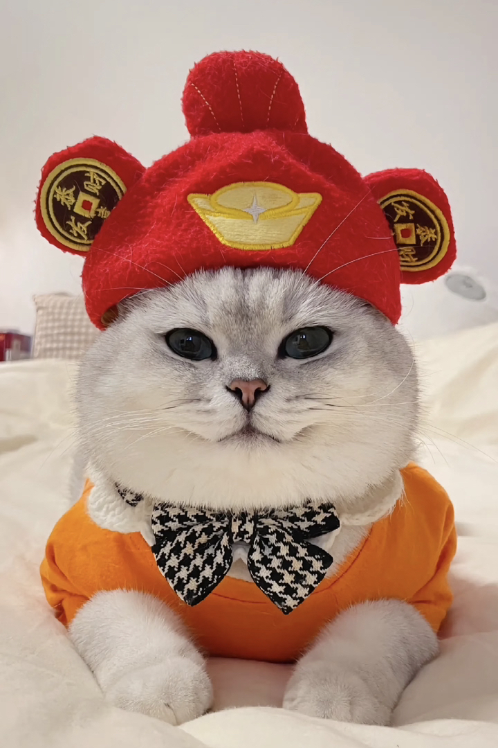 银渐层猫咪,萌态十足,时尚装扮尽显可爱优雅