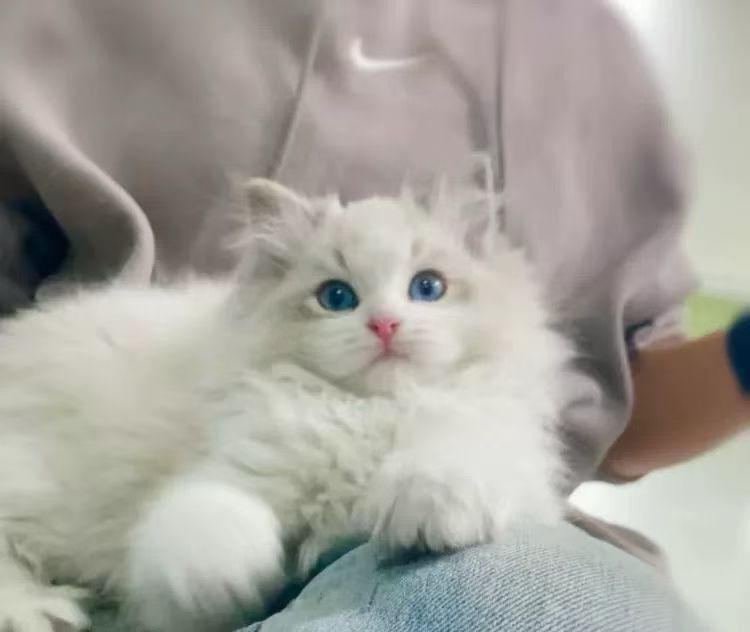 布偶猫