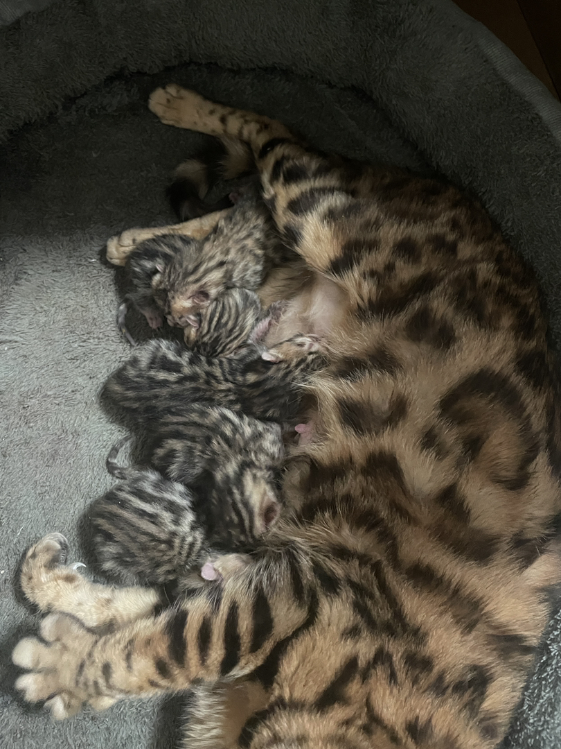 孟加拉豹猫