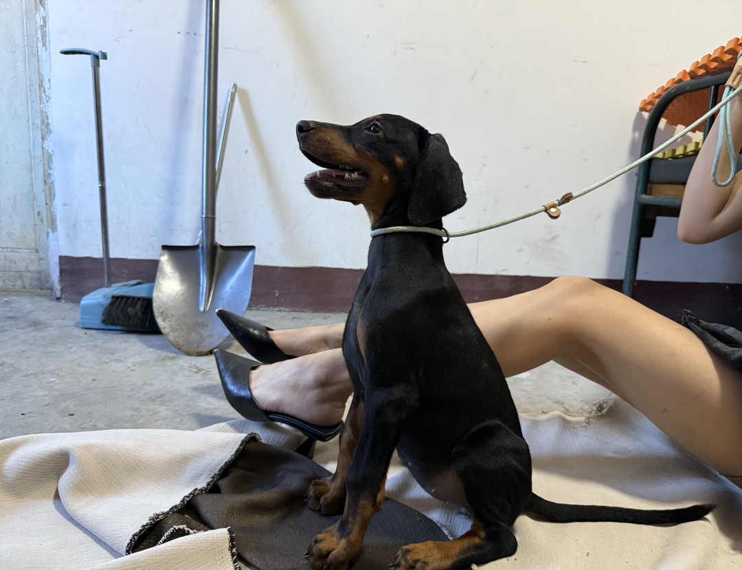 杜宾幼犬，黑色经典，品相出众，忠诚守护的不二之选