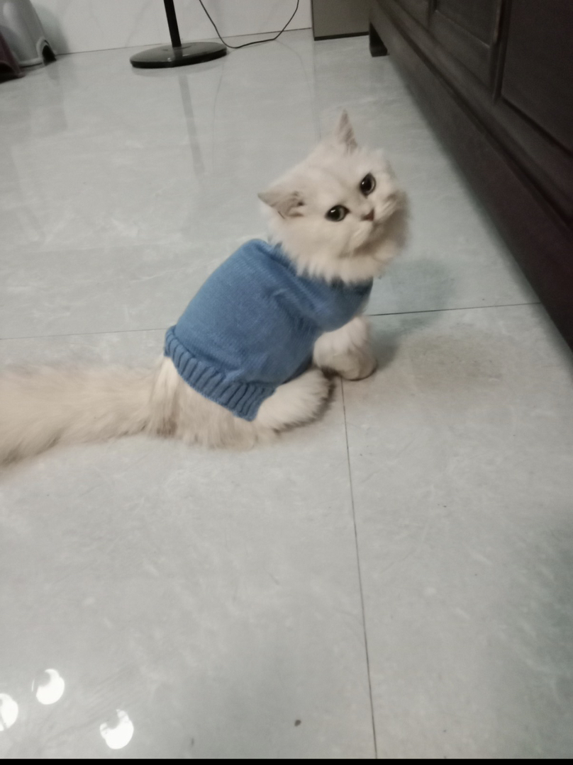 拿破仑金吉拉纯种母猫公猫