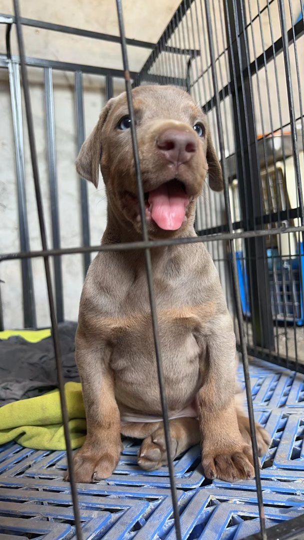 德系 异色杜宾犬