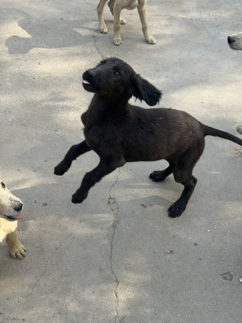 山东本地细犬优秀的中华田园犬疫苗齐全看家好护院认主包活包托运3个月
