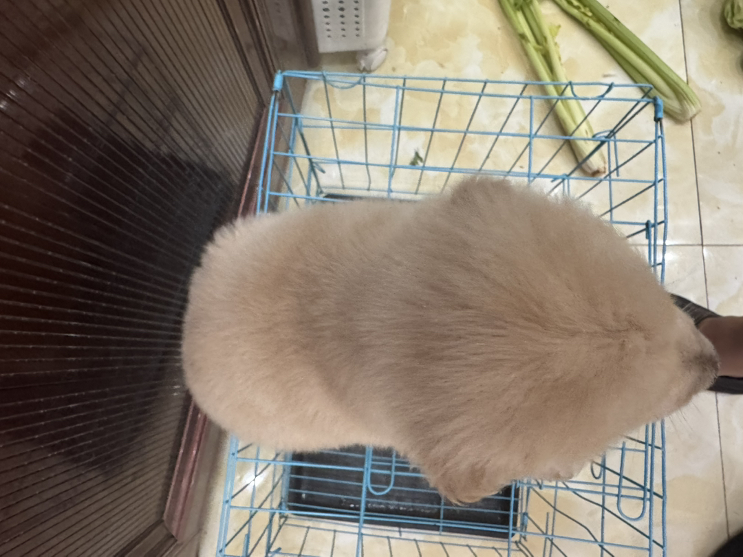 金毛幼犬，毛茸可爱，性格温顺，是理想的家庭陪伴宠物