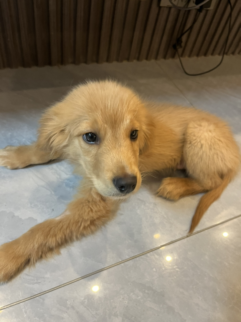 金毛 名字熊二 能看家看院看小孩