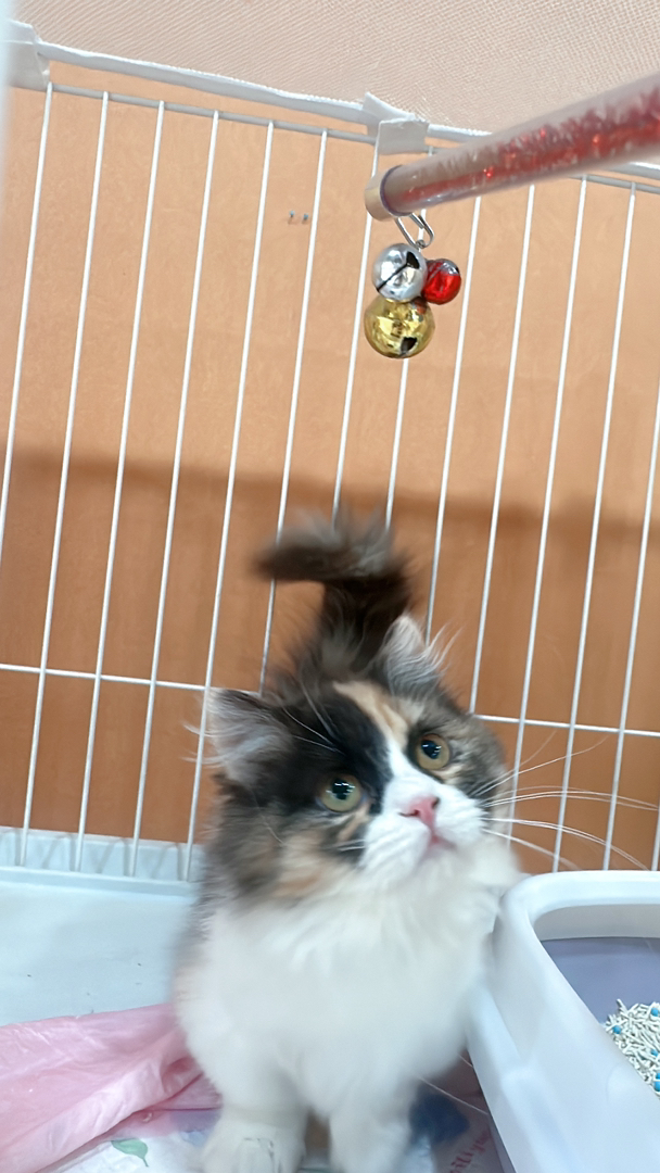 三花妹妹米努特