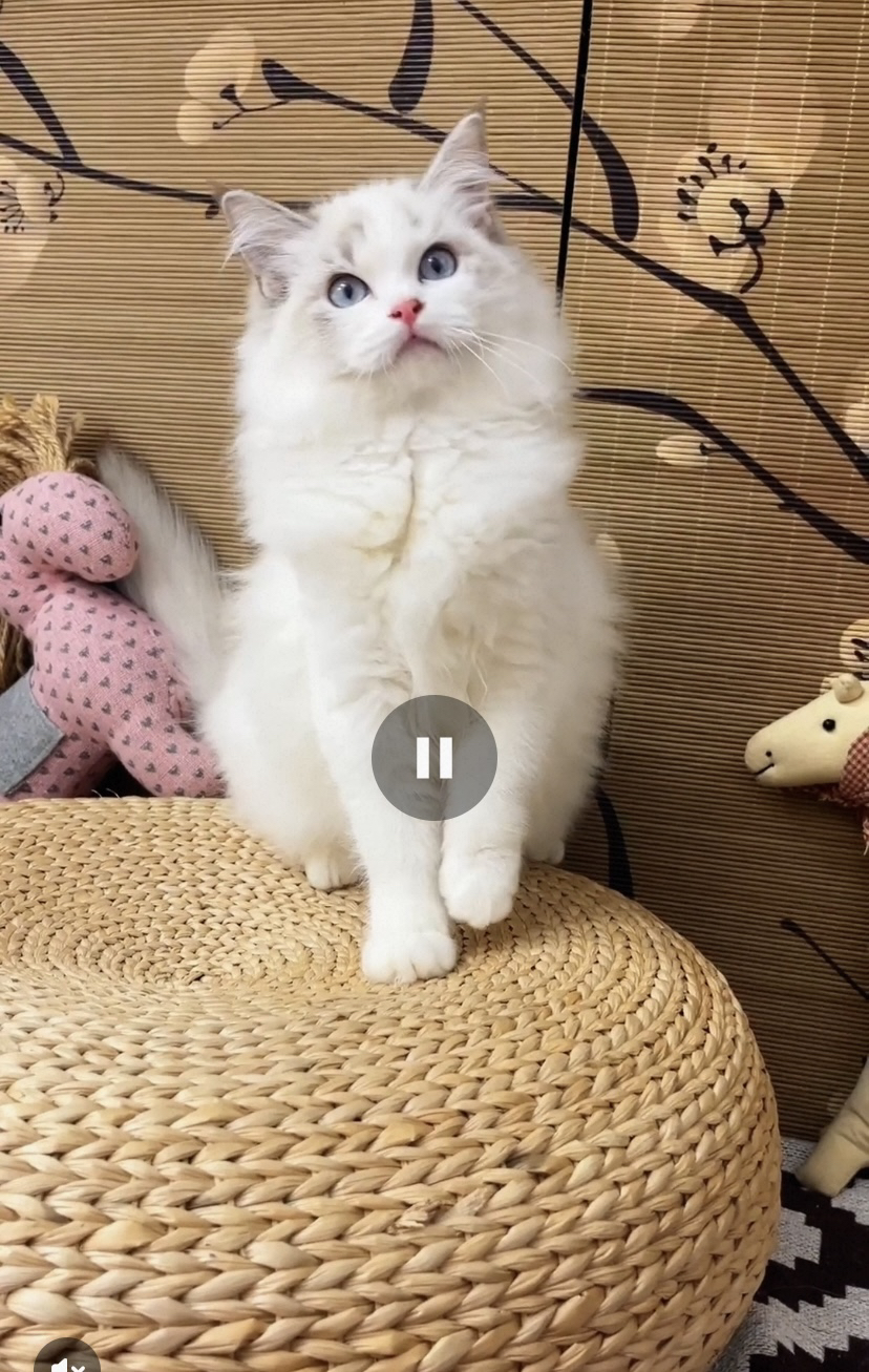 布偶猫