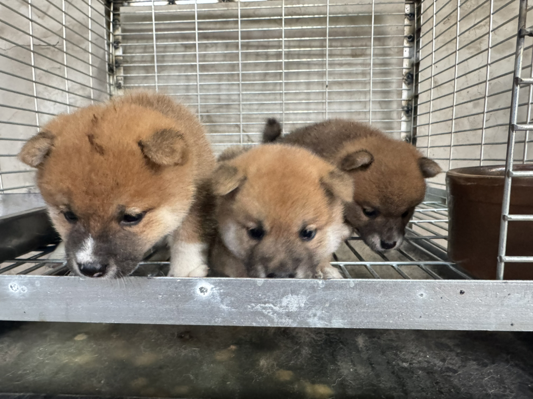 日本豆柴犬京津冀包邮