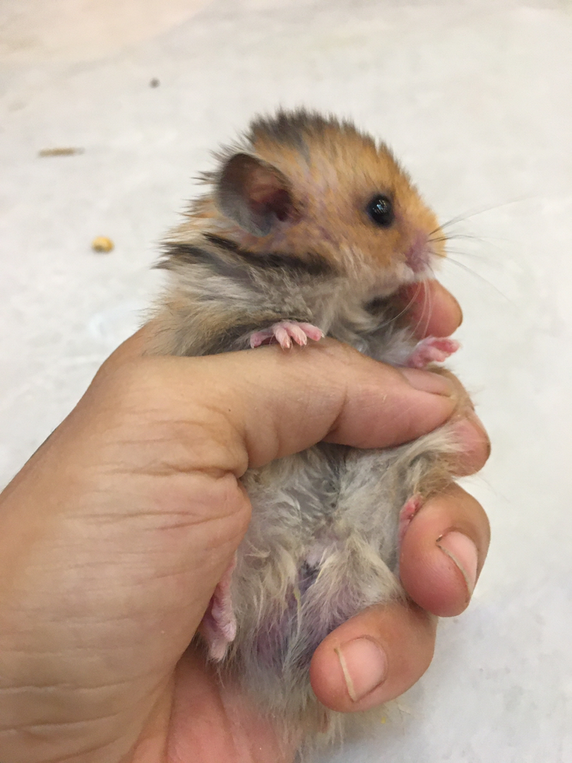 自家养长毛虎纹,可爱亲人、