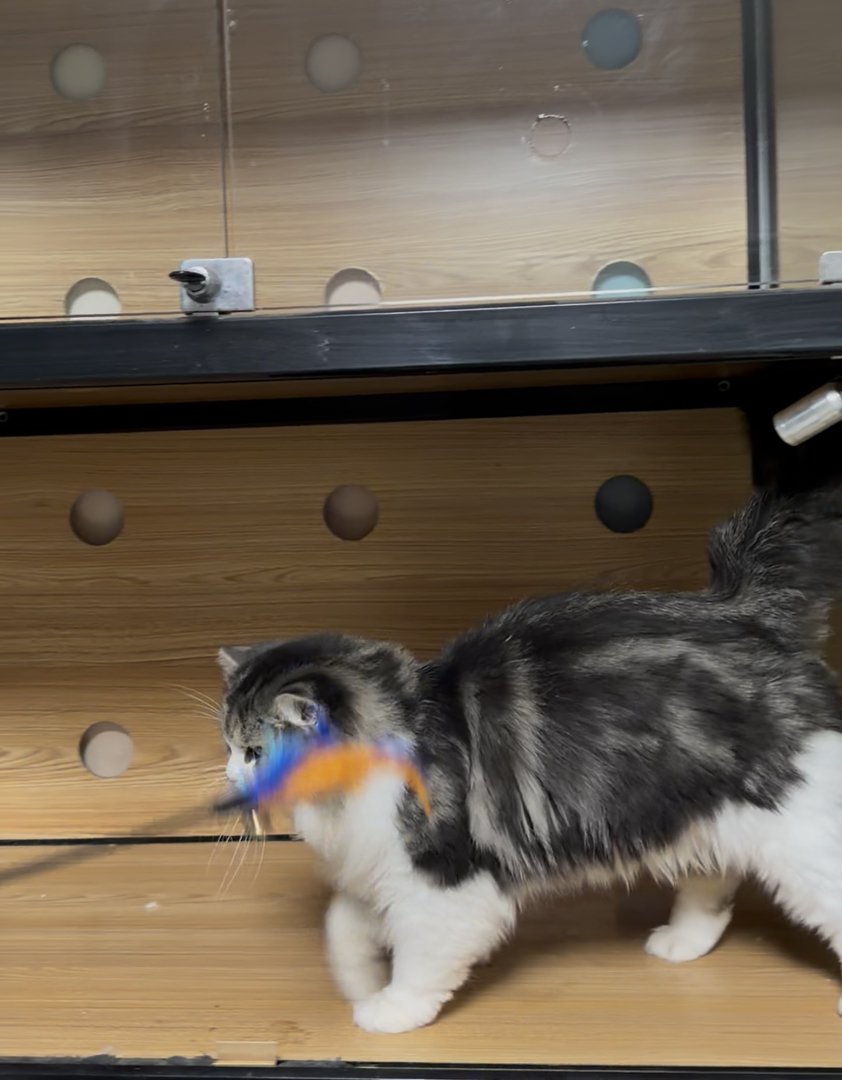 威武霸气的西森棕虎加白弟弟却是只嘤嘤怪？