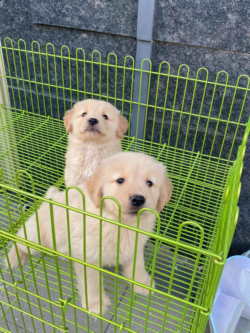 金毛幼犬,可爱乖巧,毛发柔软,是理想的家庭伴侣