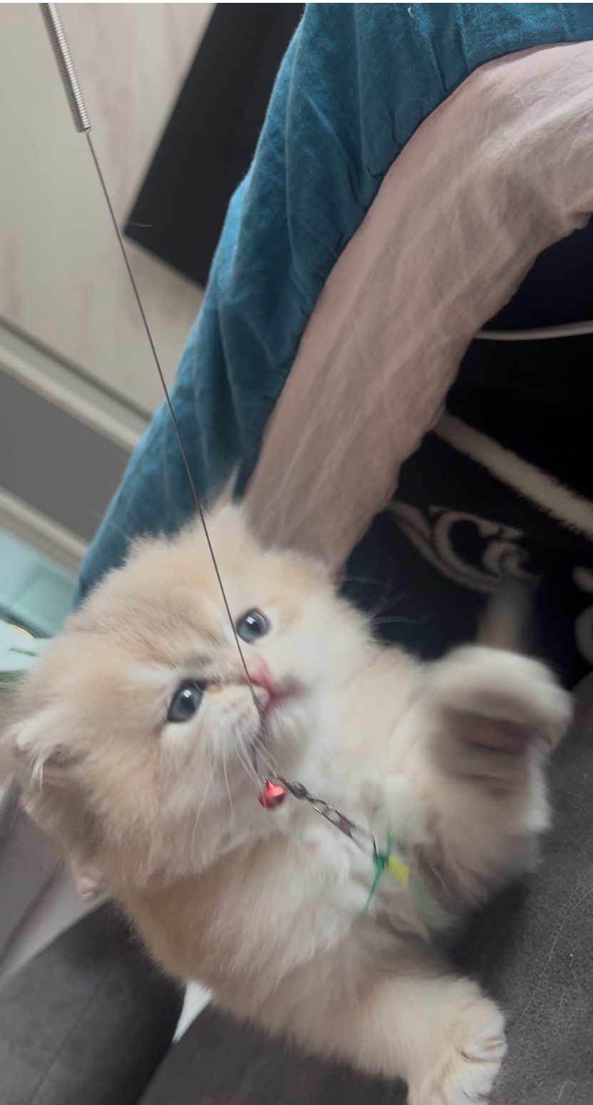 长毛焦糖蓝金妹妹