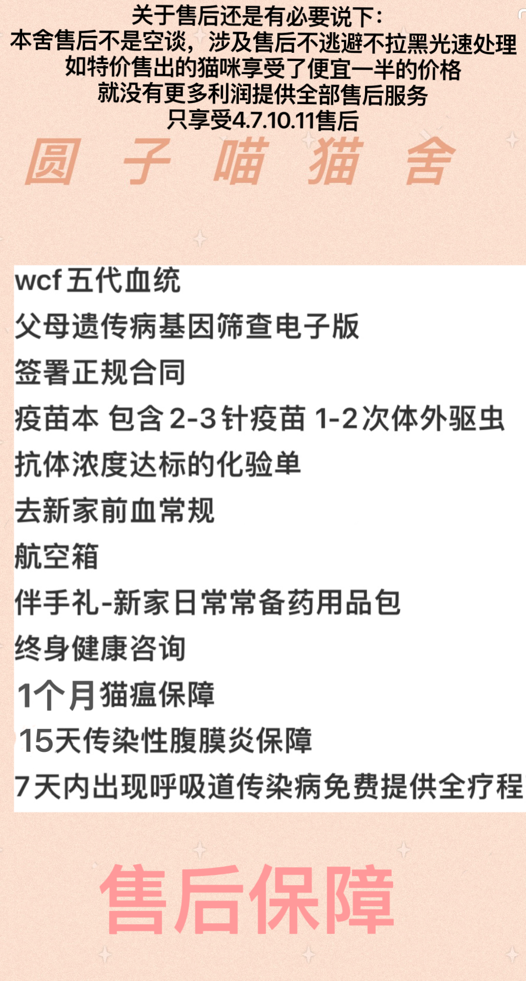 紫金渐层长毛弟弟