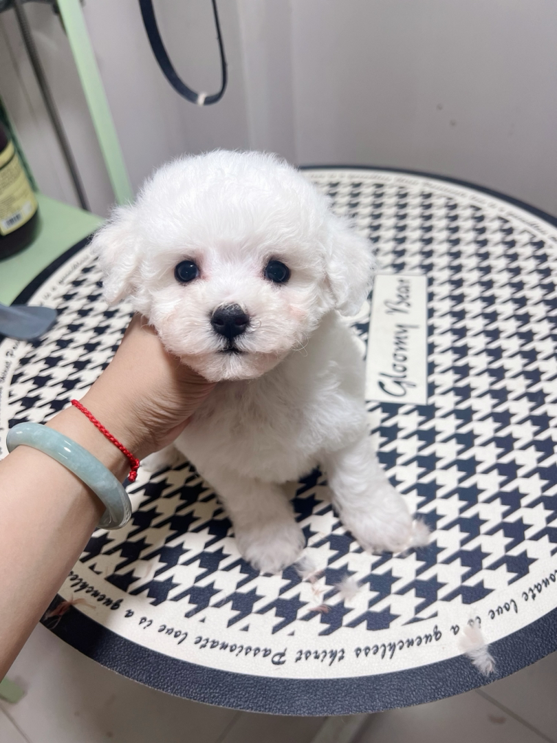 比熊幼犬