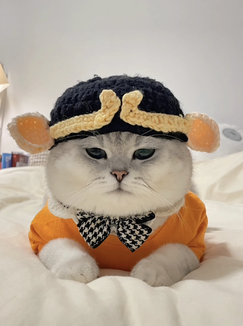 银渐层猫咪,萌态十足,时尚装扮尽显可爱优雅