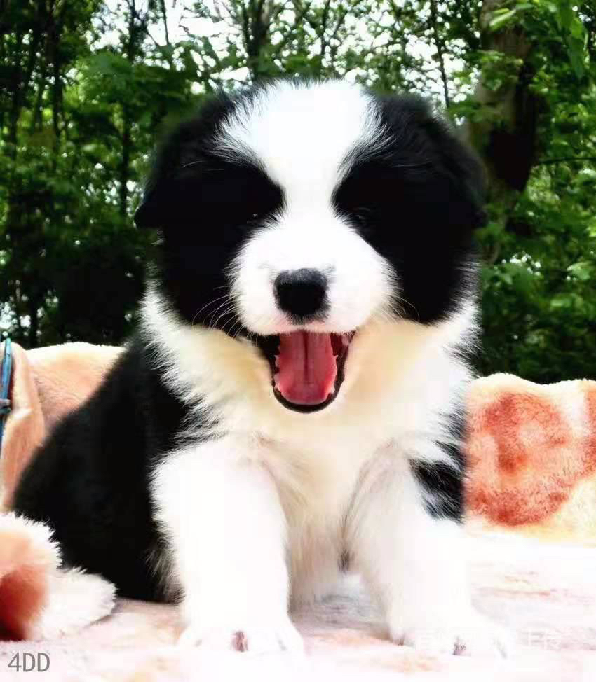 双血统赛级边牧❤边境牧羊犬