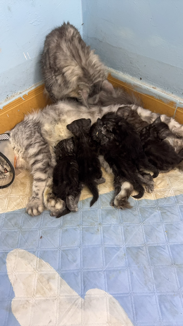 自家缅因猫生了一窝小宝贝，有银虎斑色 烟灰色，小猫们都很健康活泼