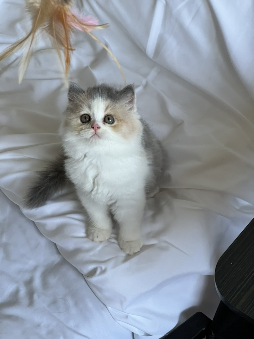 米努特猫 幼崽蹲新家 大爆毛甜美可爱