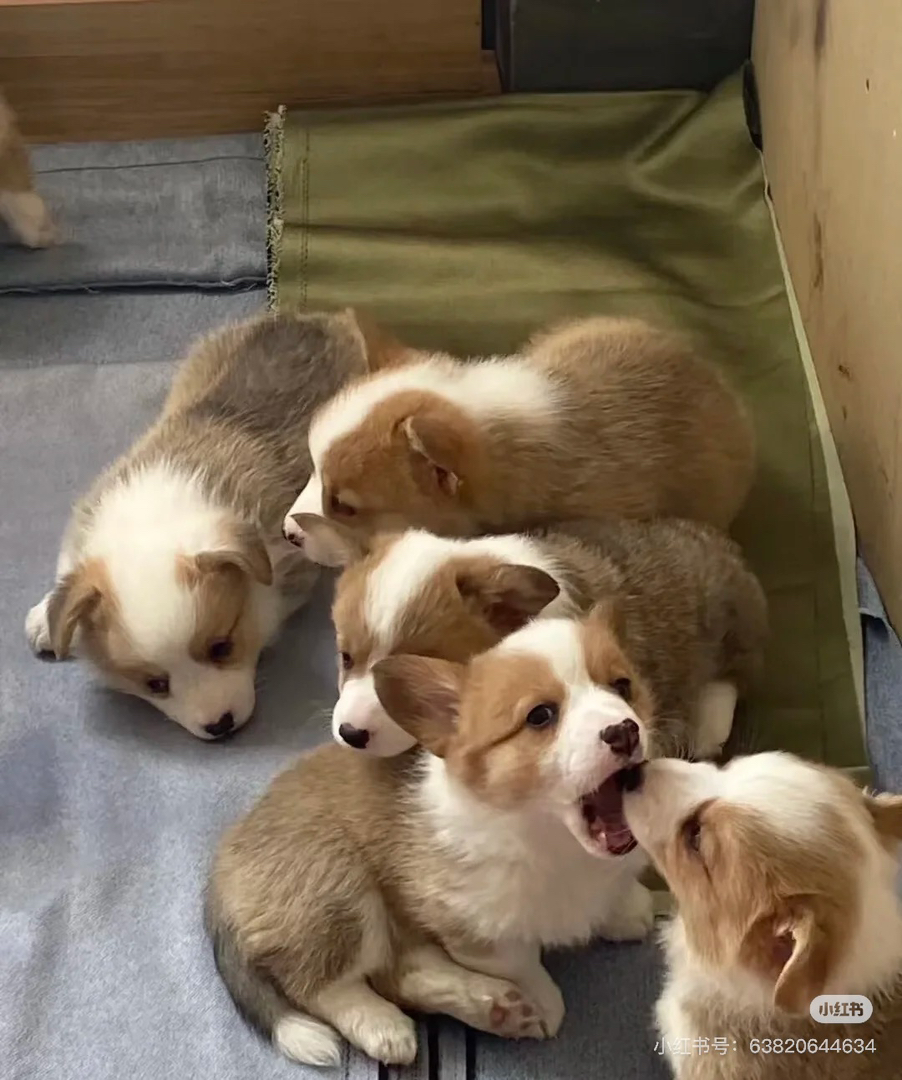 双色柯基 可爱柯基幼犬,双色毛发,活泼好动,萌宠首选
