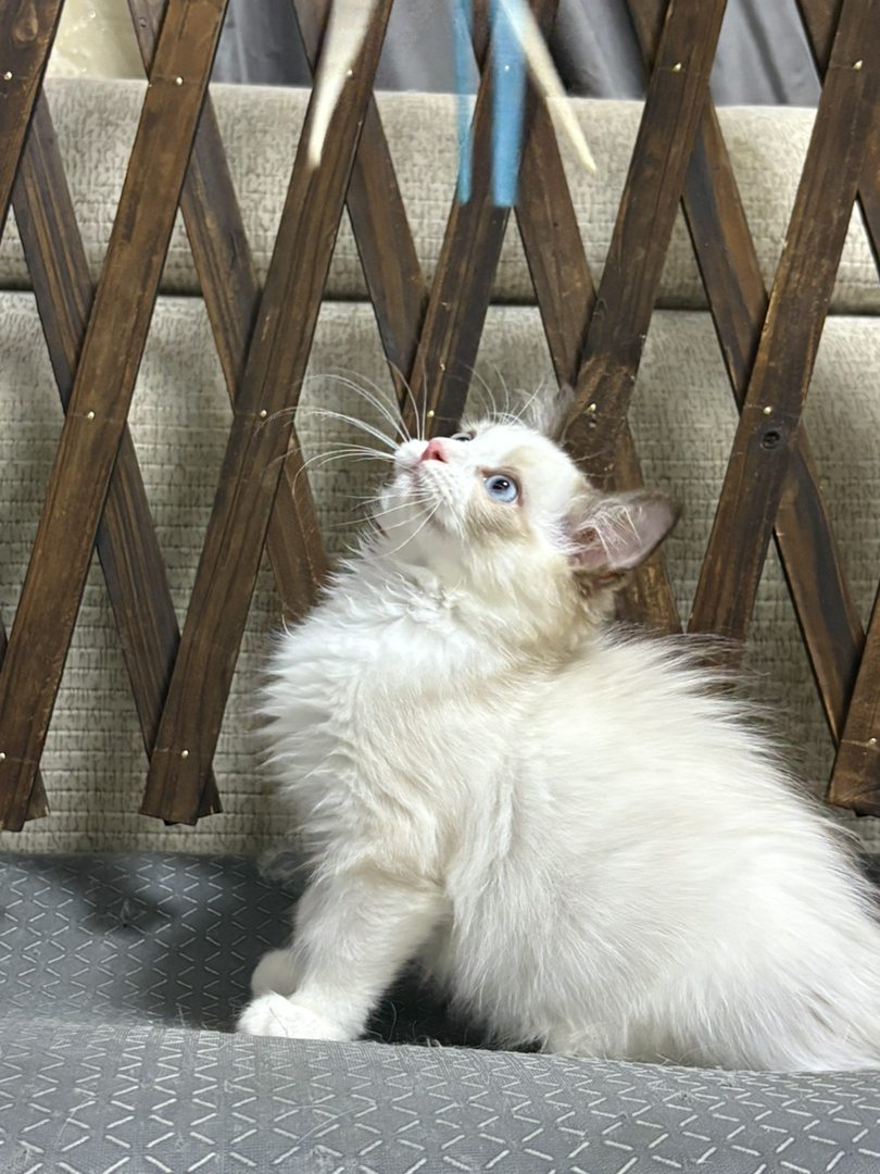 布偶猫幼崽，颜值超高，蓝眼白毛，温顺乖巧惹人爱