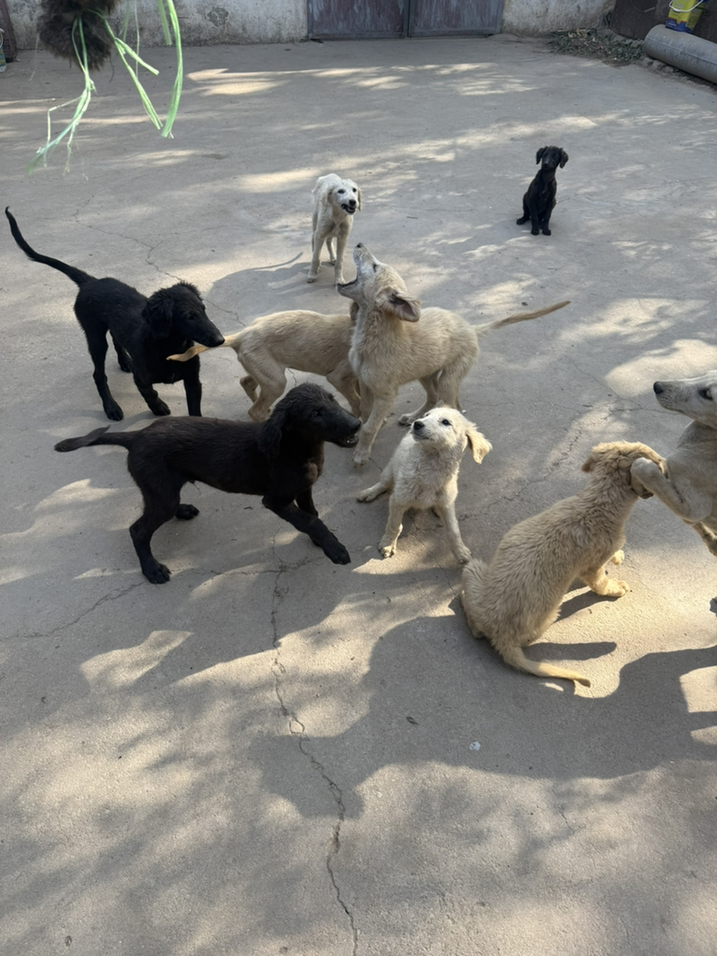山东本地细犬优秀的中华田园犬疫苗齐全看家好护院认主包活包托运3个月