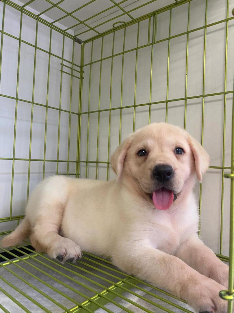 拉布拉多幼犬,乖巧温顺,聪明可爱,理想的家庭伴侣