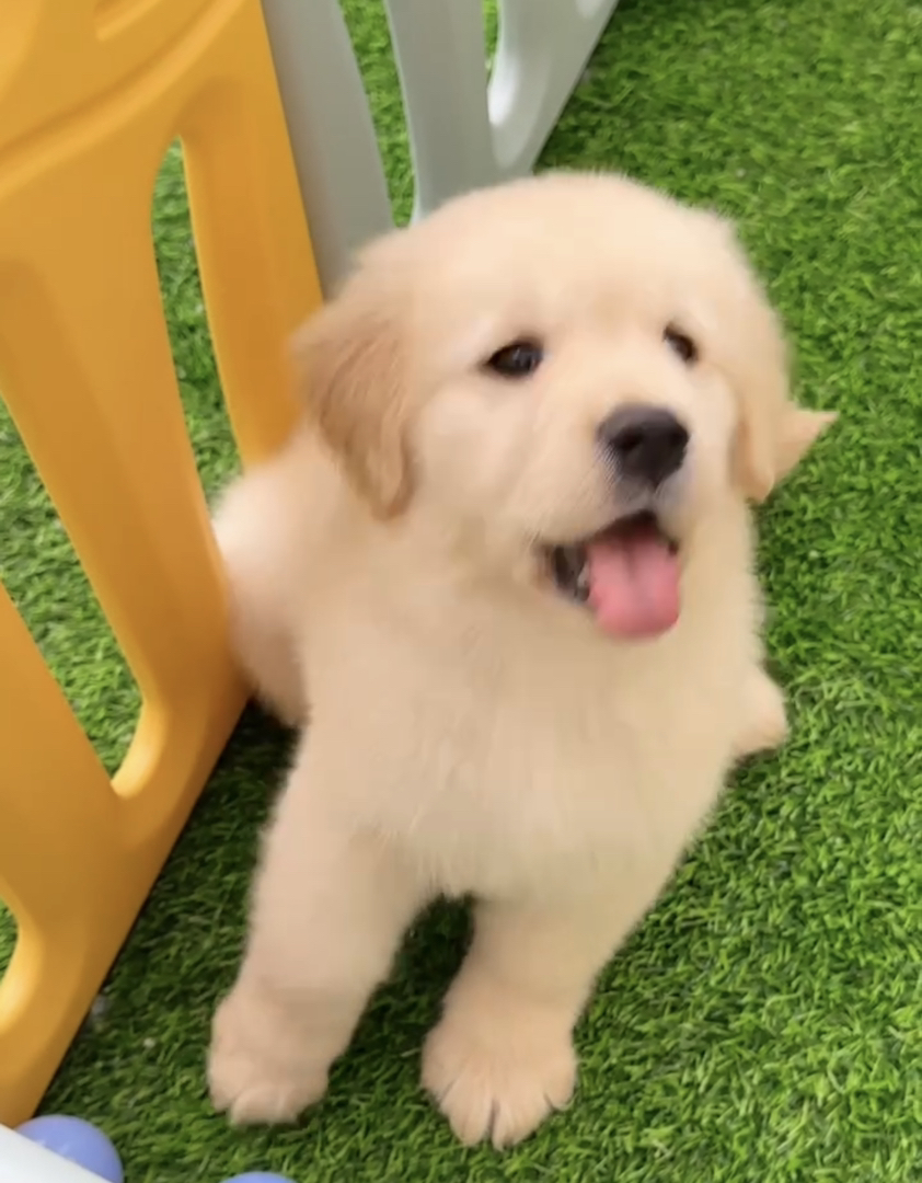 双血统👑带证书芯片🥇高端金毛犬