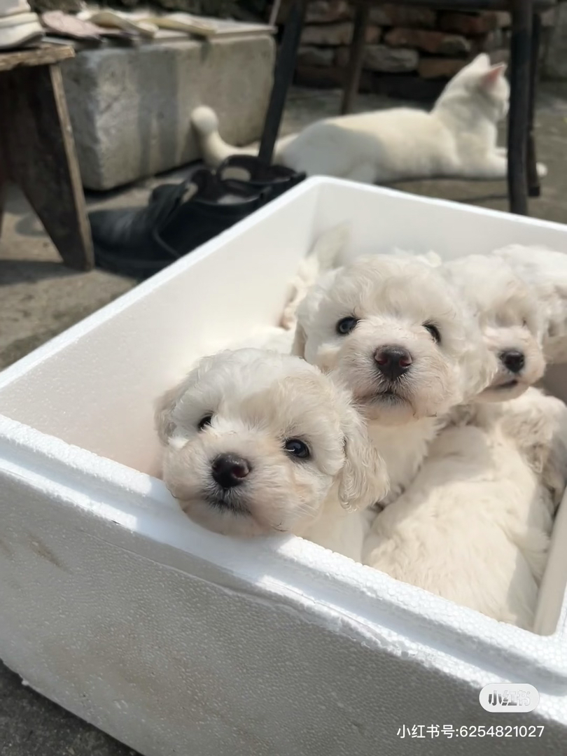 可爱比熊犬幼犬,圆眼卷毛萌翻天,陪伴好伙伴