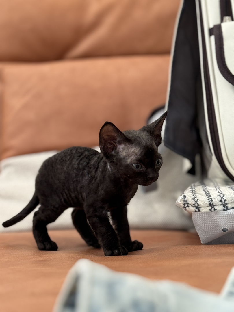 德文卷毛猫幼崽，可爱灵动，独特卷毛，尽显萌态