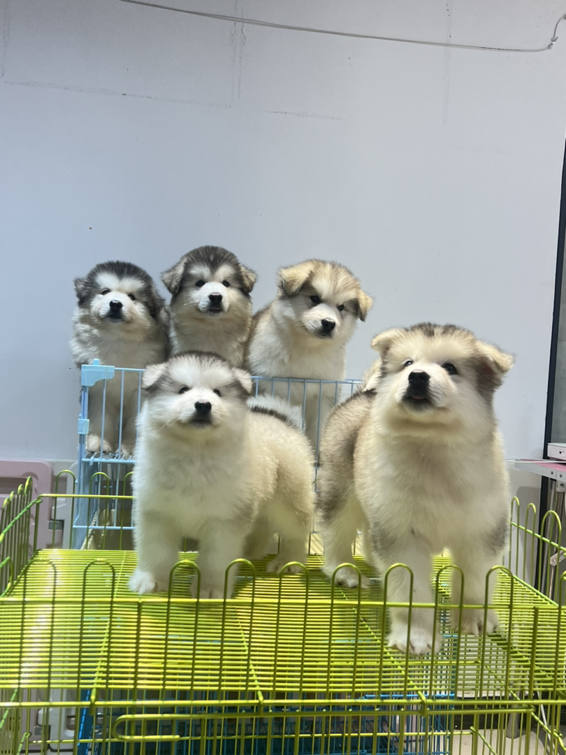品质灰桃找新家