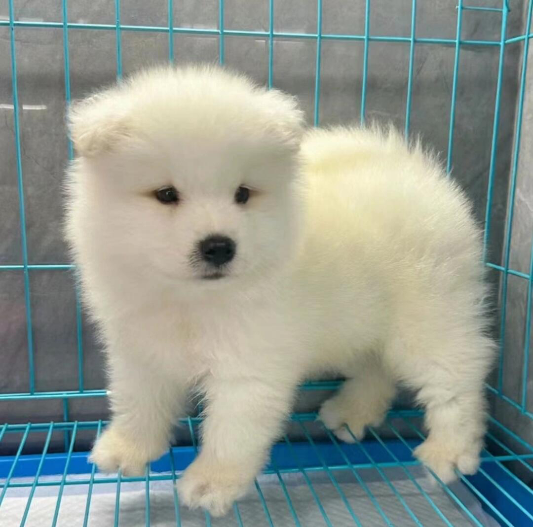 可爱萨摩耶幼犬，雪白蓬松，笑容治愈，萌化人心