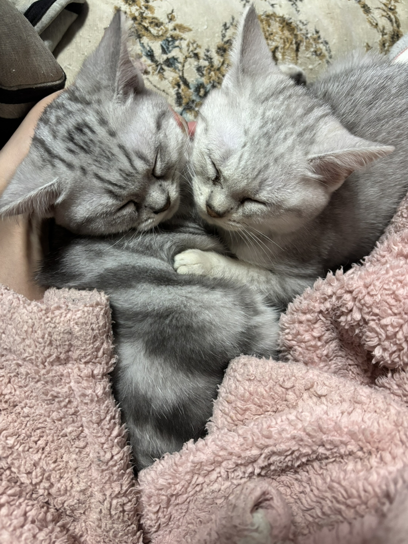 自己家生的起司和银渐层