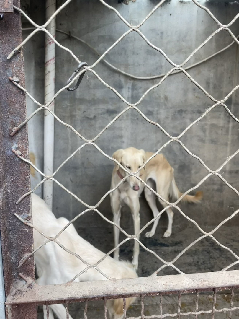 山东本地细优秀中华田园犬聪明认主会看家护院三个月疫苗齐全包活