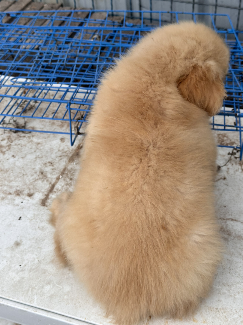 金毛幼犬，可爱活泼，性格温顺，适合家庭养殖