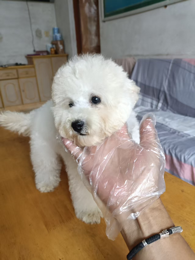 比熊
