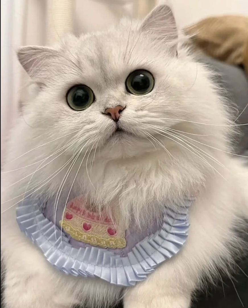可爱金吉拉
