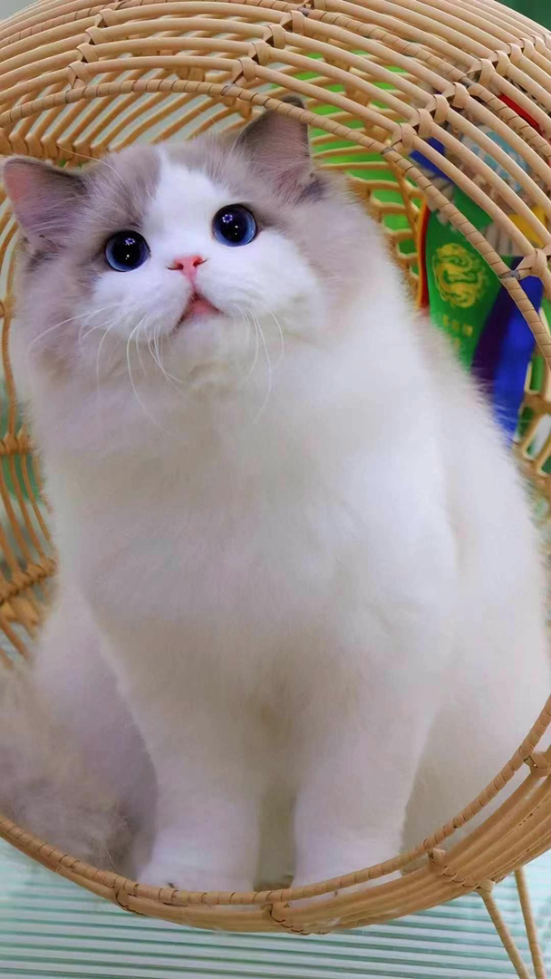 波斯系布偶猫❤️平台推荐双血统猫咪