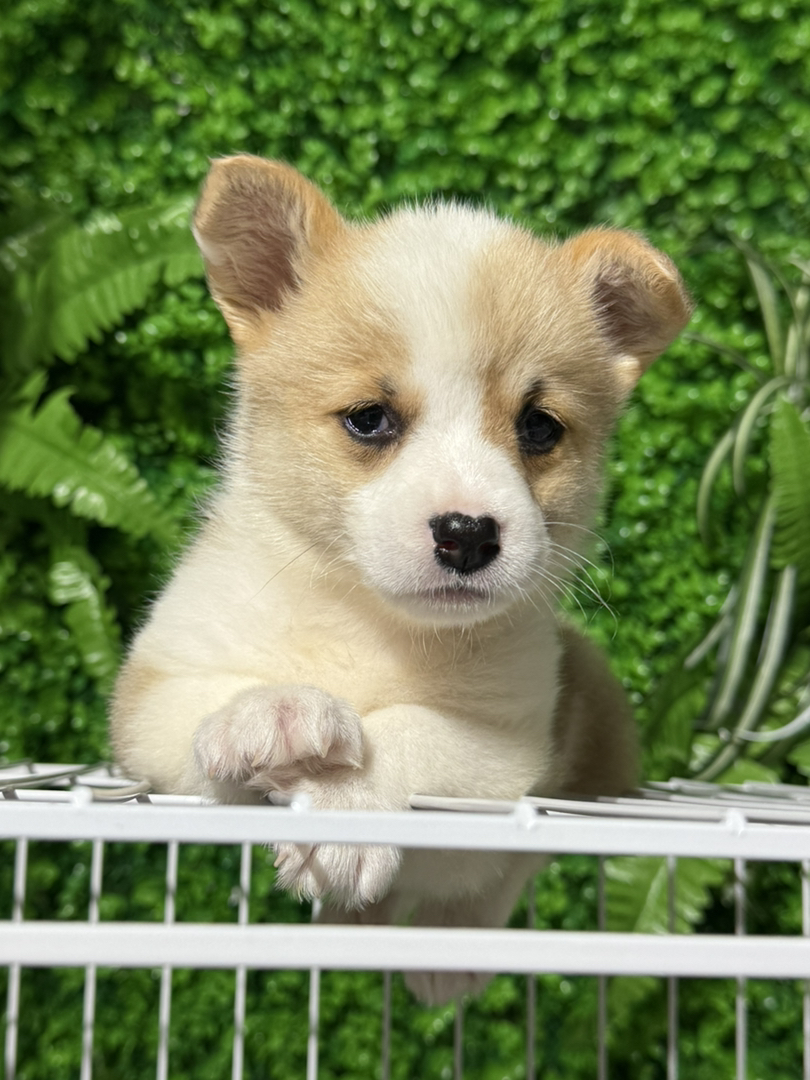 柯基幼犬,呆萌可爱,小短腿大耳朵,萌宠首选