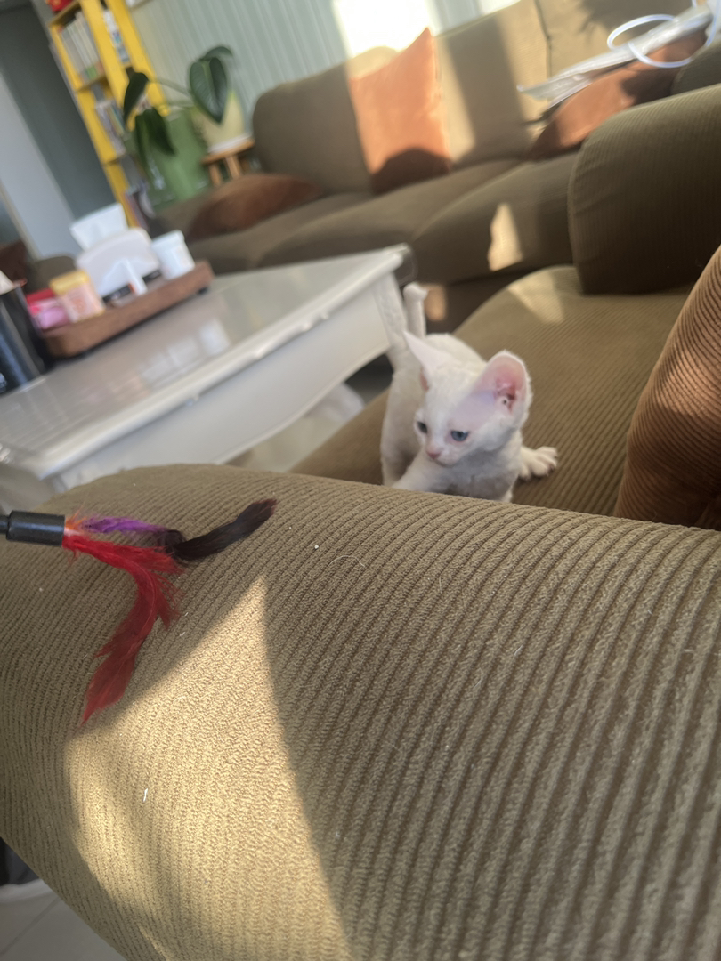 纯白异瞳德文猫