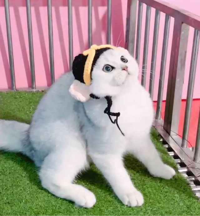 高端双血统银渐层猫咪❤平台推荐❤性格爆表