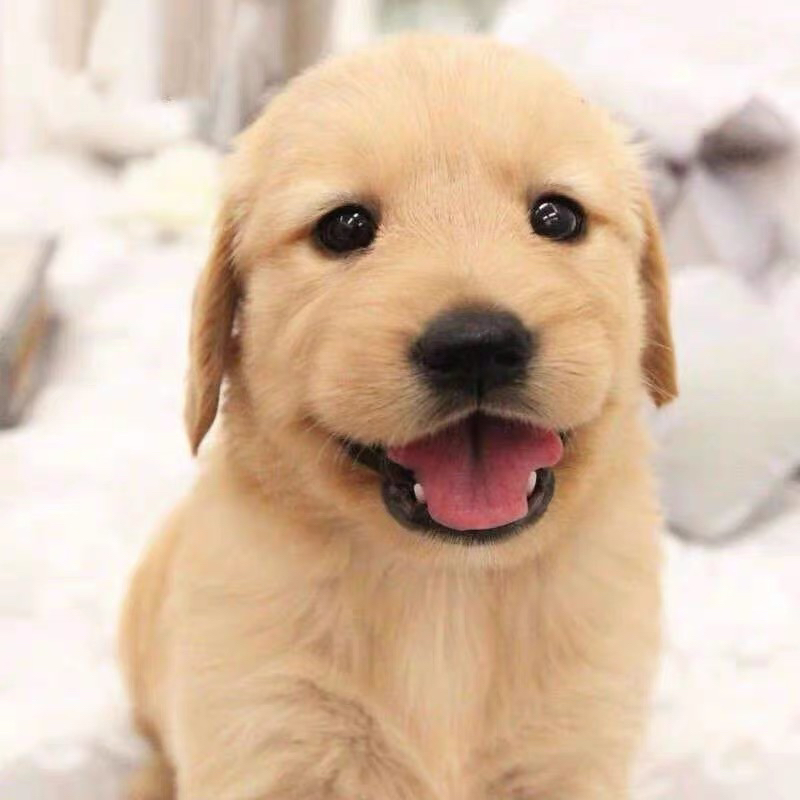 双血统金毛犬❤️带证书芯片