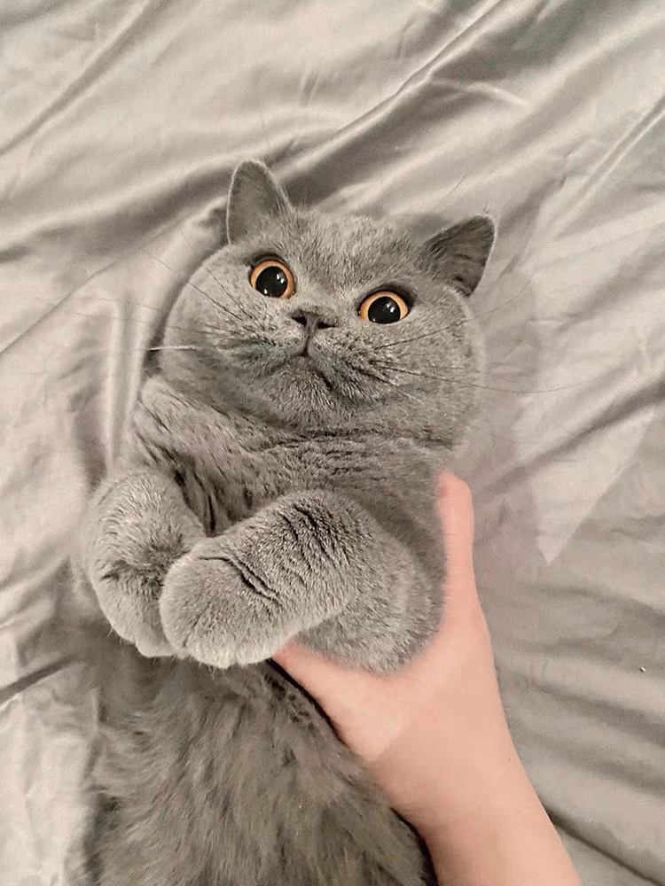大胖脸蓝猫