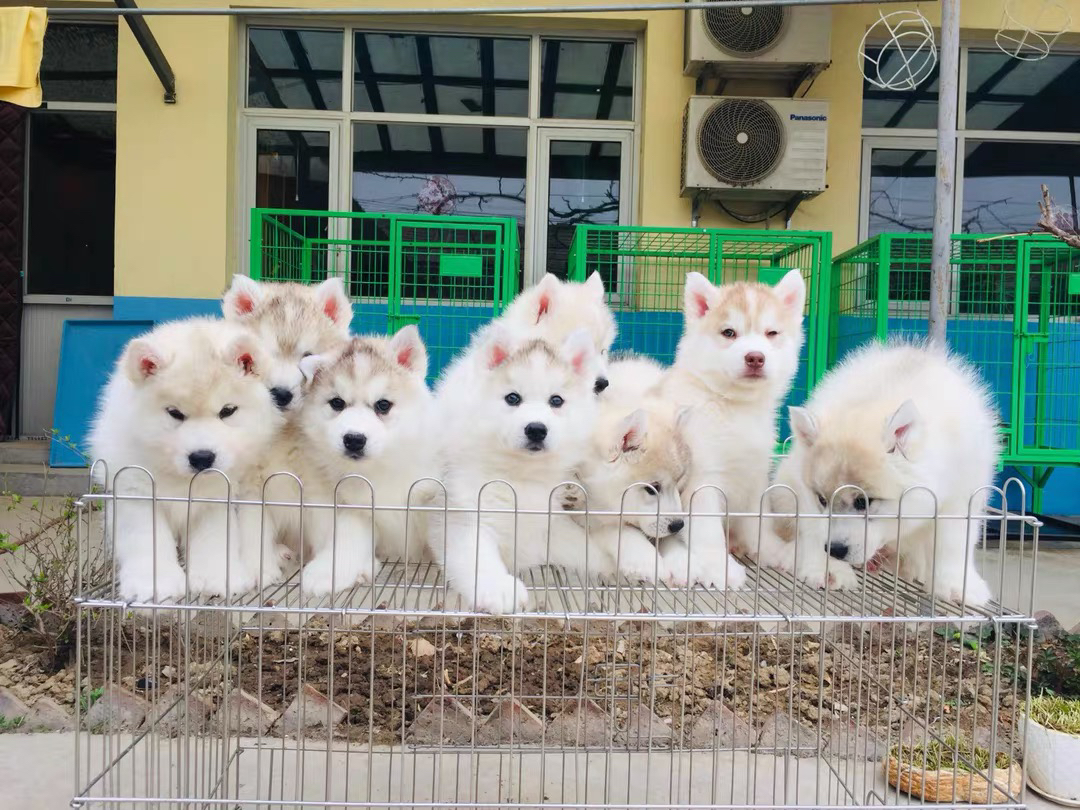 双血统赛级梦幻灰色哈士奇❤️二哈