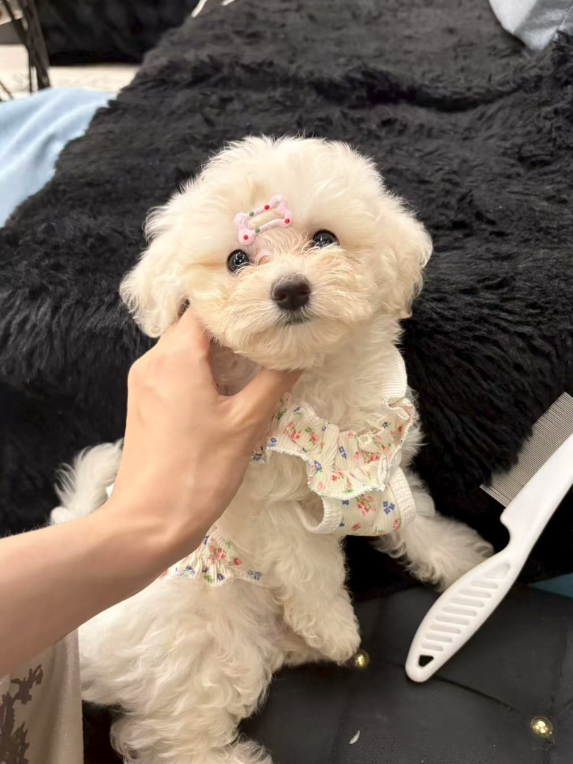 小标体比熊2个多月公狗