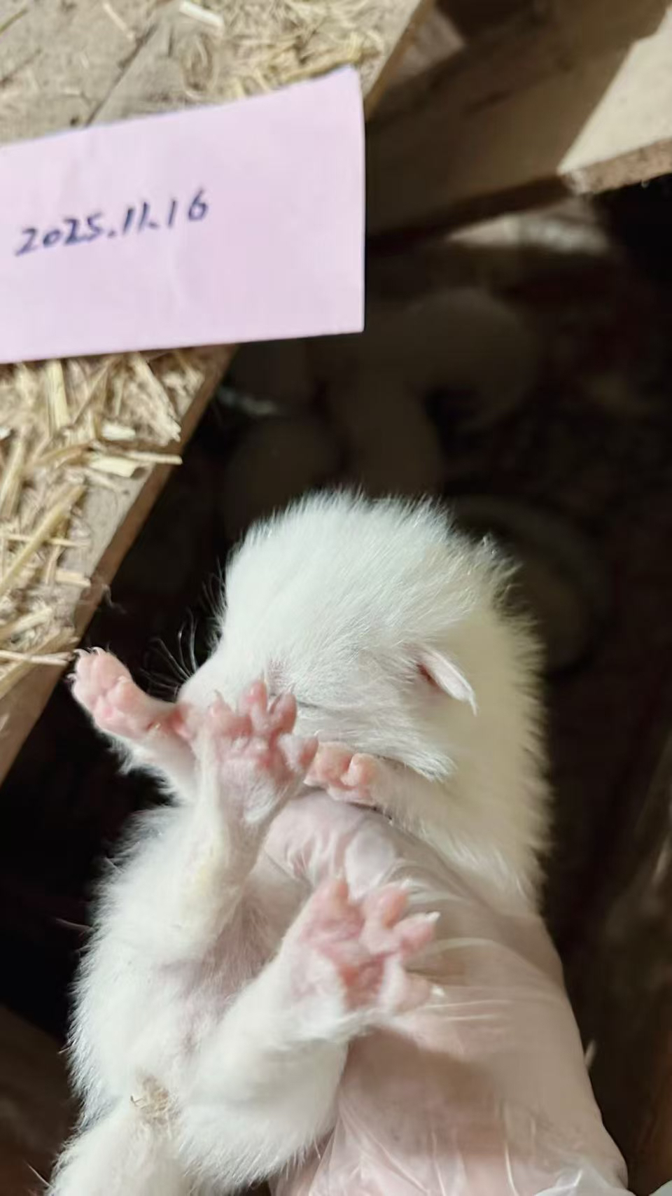 雪狐幼崽月底出窝接预定，包邮包活包风险好养适合新手，疫苗驱虫做完发走