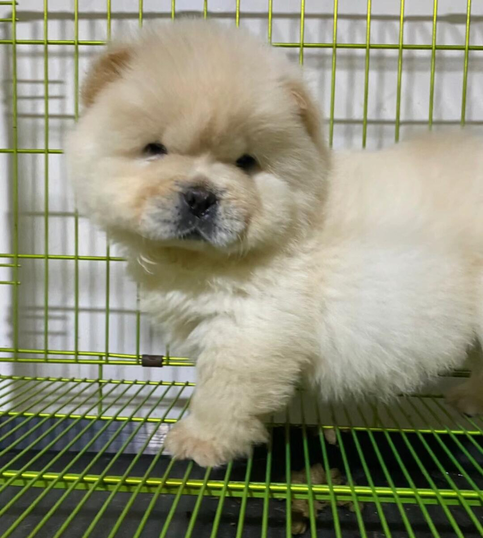 松狮幼犬，毛茸可爱，憨态可掬，忠诚温顺的理想伴侣