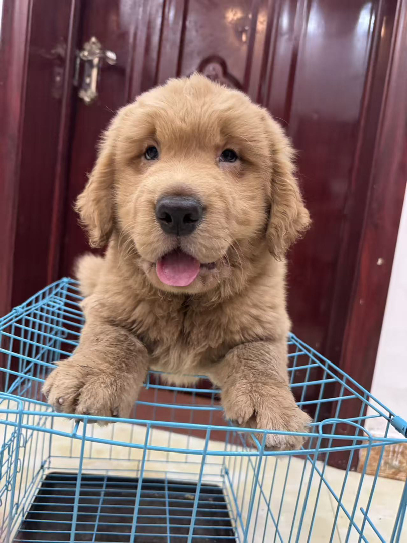 金毛幼犬，可爱活泼，性格温顺，适合家庭养殖
